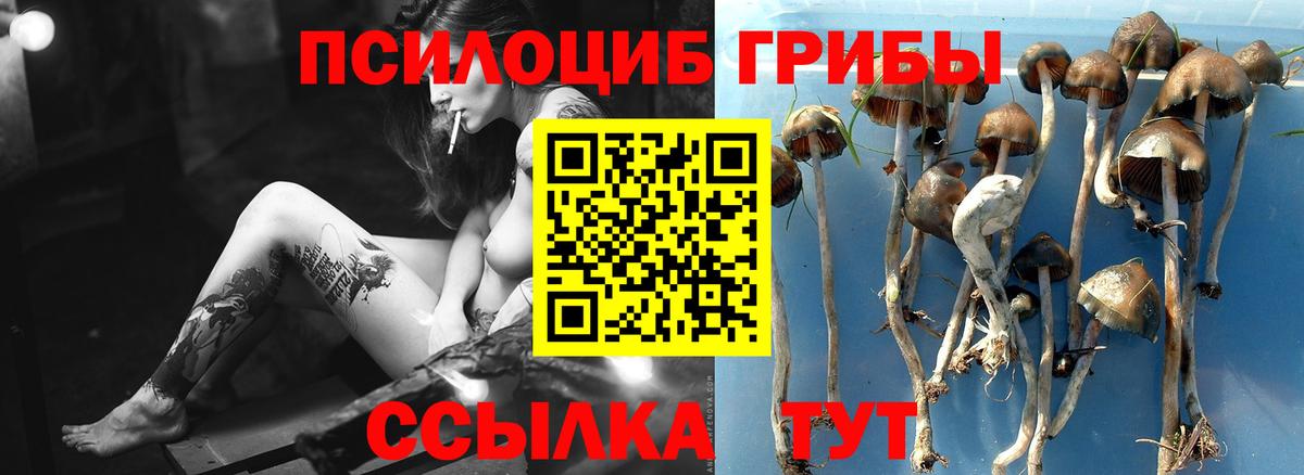 Псилоцибиновые грибы Cubensis Богданович